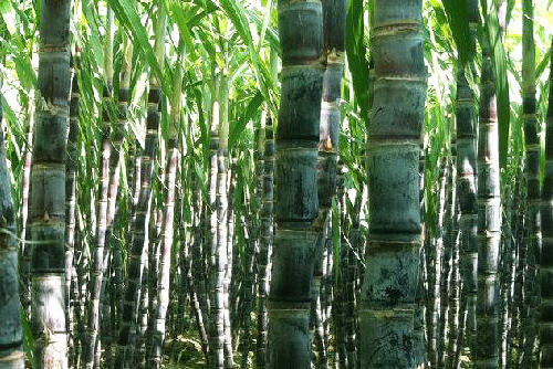 產(chǎn)糖大國(guó)——代寫企業(yè)傳記多少錢（8）