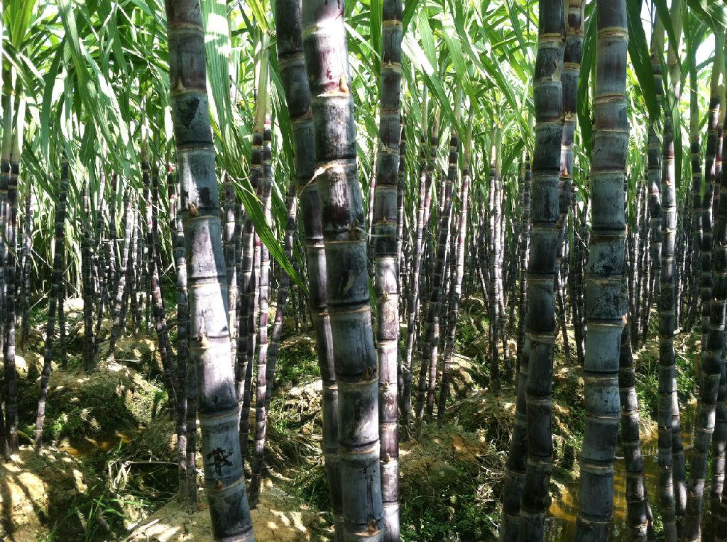 普遍種植甘蔗——代寫企業(yè)史公司(18)